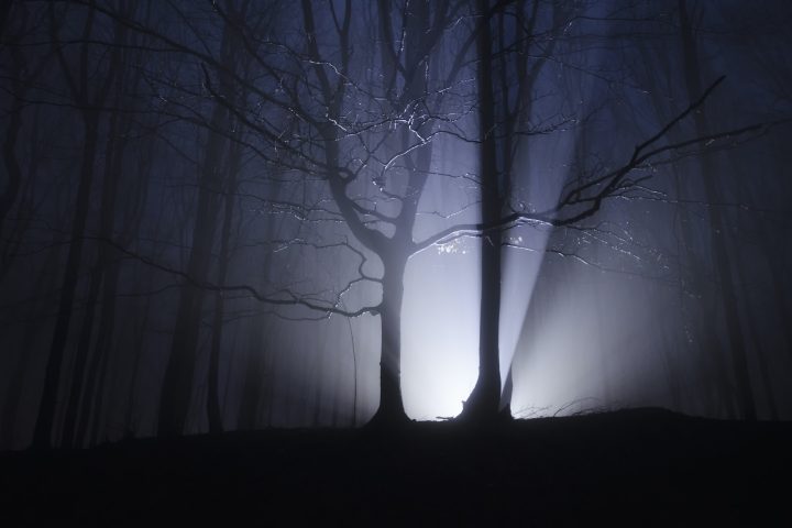 Light rays forest at night