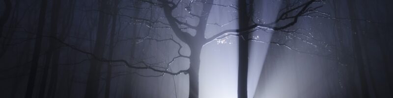 Light rays forest at night