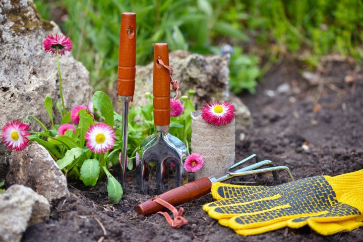 Gardening tools and spring flowers in the garden. Gardening concept.