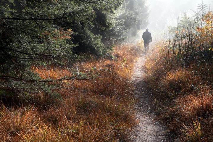 man walks on forest path in fog