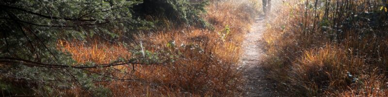 man walks on forest path in fog