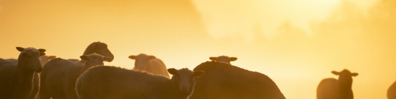 sheep herd grazing on pasture at sunrise