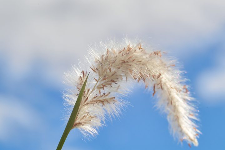 White fluffy of the reed flower