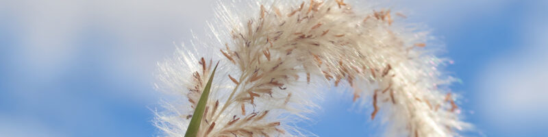 White fluffy of the reed flower