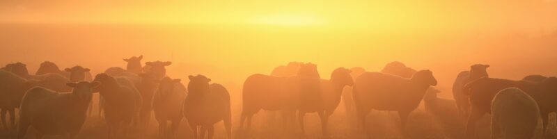 sheep herd on pasture at sunrise