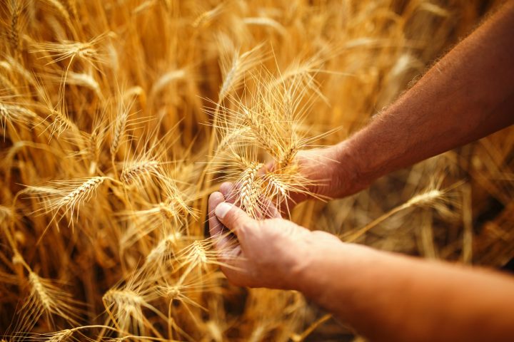 Field Of Wheat Touched By The Hands Of Spikes In The Sunset Light. Wheat Sprouts In A Farmer's Hand.