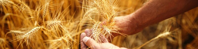 Field Of Wheat Touched By The Hands Of Spikes In The Sunset Light. Wheat Sprouts In A Farmer's Hand.