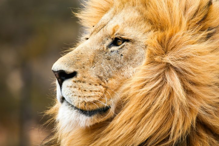 male african lion